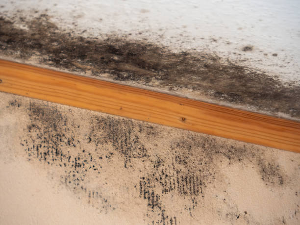 Mold Documentation for Insurance Claims in Luling, TX