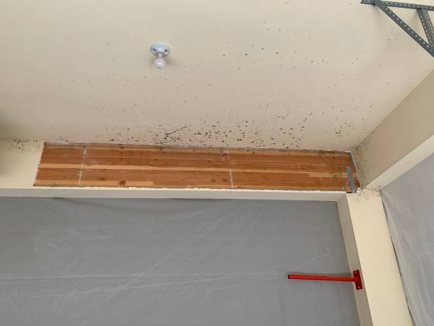 Best Industrial Mold Remediation  in Luling, TX